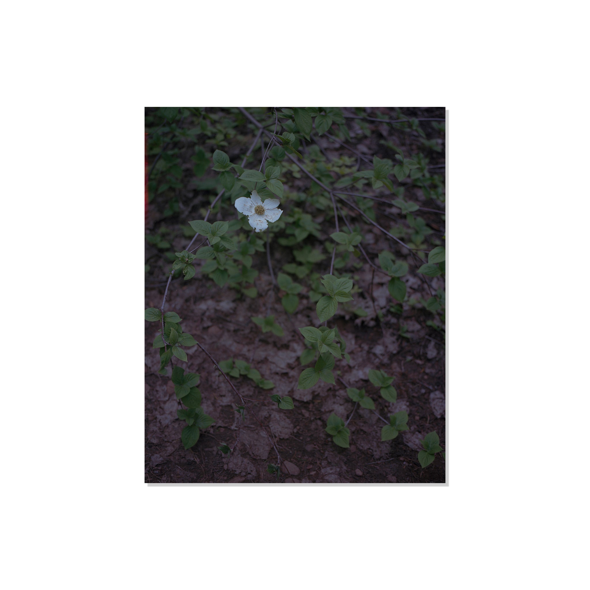 Calaveras Forest - One