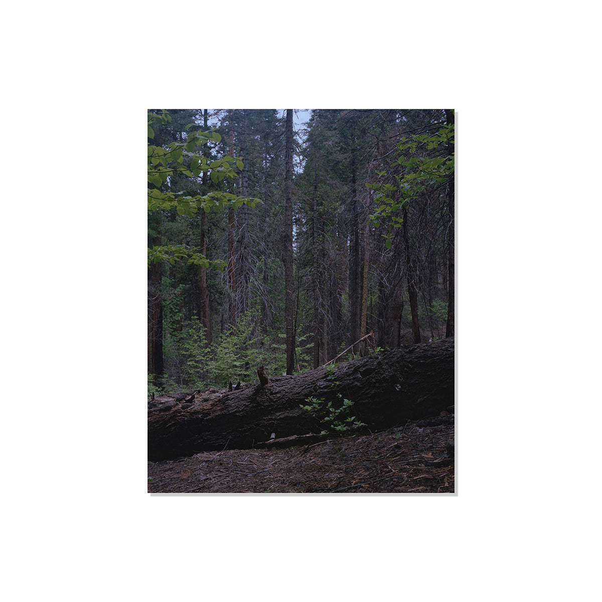 Calaveras Forest - Two