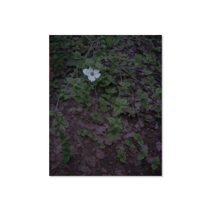 Calaveras Forest - One