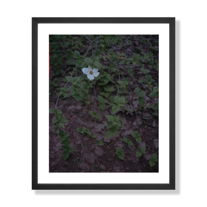 Calaveras Forest - One