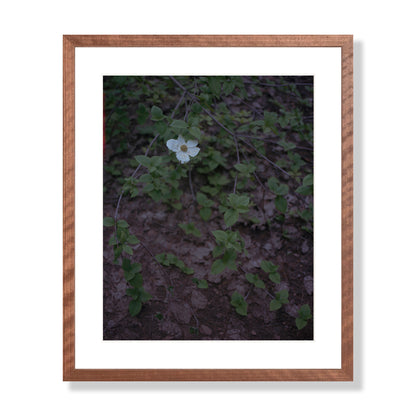 Calaveras Forest - One