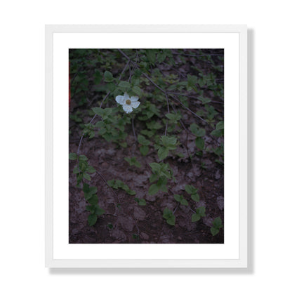 Calaveras Forest - One