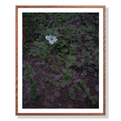 Calaveras Forest - One