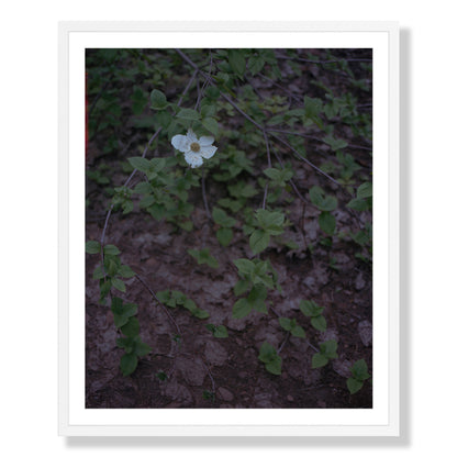 Calaveras Forest - One