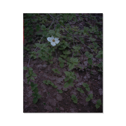 Calaveras Forest - One