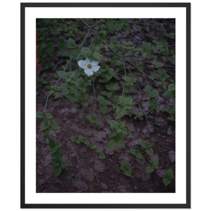 Calaveras Forest - One