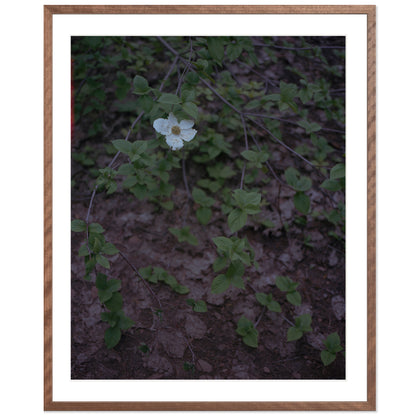 Calaveras Forest - One