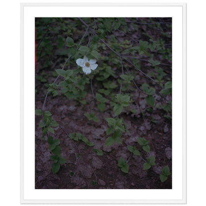 Calaveras Forest - One