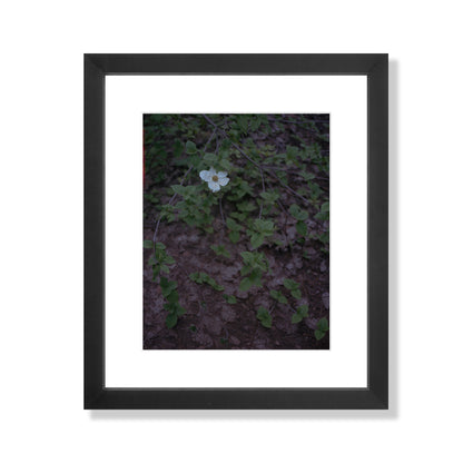 Calaveras Forest - One