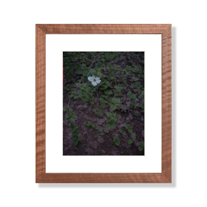 Calaveras Forest - One