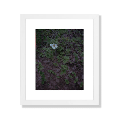 Calaveras Forest - One