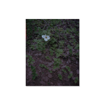 Calaveras Forest - One