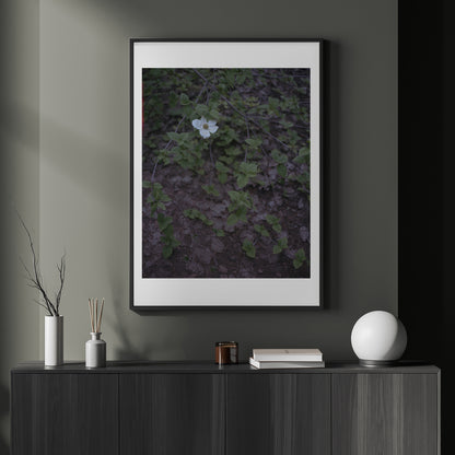 Calaveras Forest - One