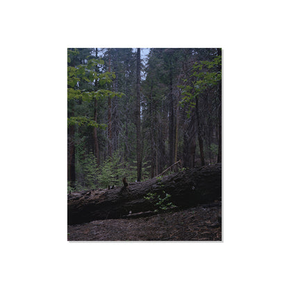 Calaveras Forest - Two