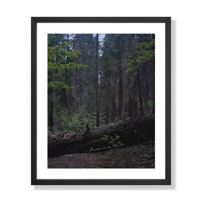 Calaveras Forest - Two