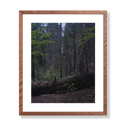 Calaveras Forest - Two