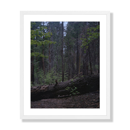 Calaveras Forest - Two