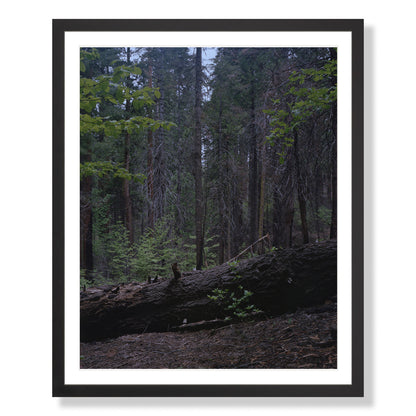 Calaveras Forest - Two