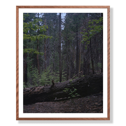 Calaveras Forest - Two