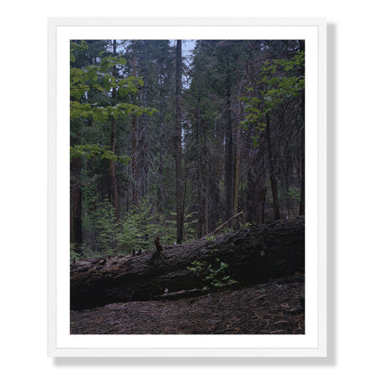 Calaveras Forest - Two