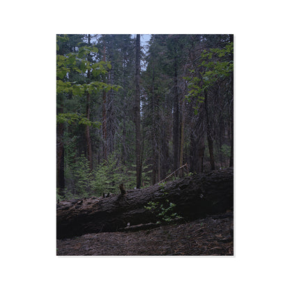 Calaveras Forest - Two