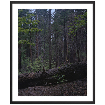 Calaveras Forest - Two
