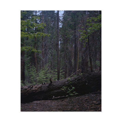 Calaveras Forest - Two