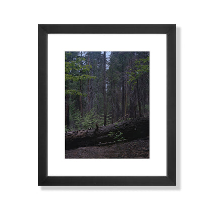 Calaveras Forest - Two