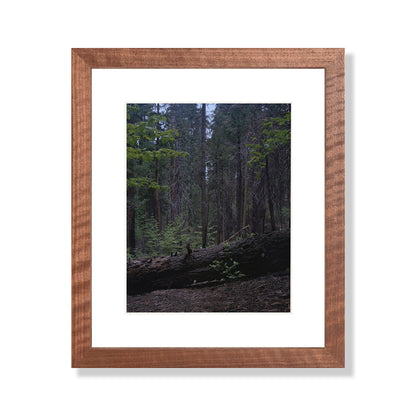 Calaveras Forest - Two