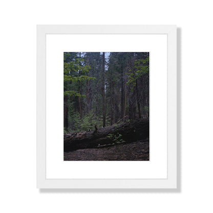 Calaveras Forest - Two