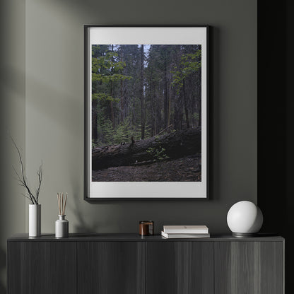 Calaveras Forest - Two