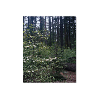 Calaveras Forest - Three