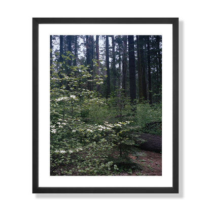 Calaveras Forest - Three