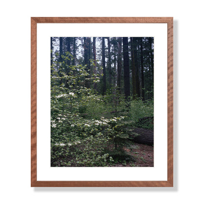 Calaveras Forest - Three