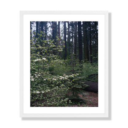 Calaveras Forest - Three