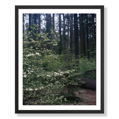 Calaveras Forest - Three