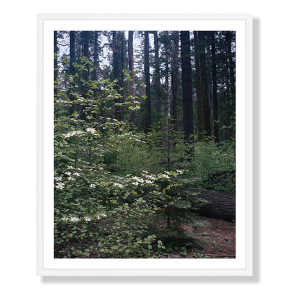 Calaveras Forest - Three
