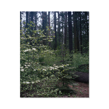 Calaveras Forest - Three