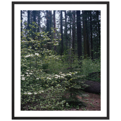 Calaveras Forest - Three