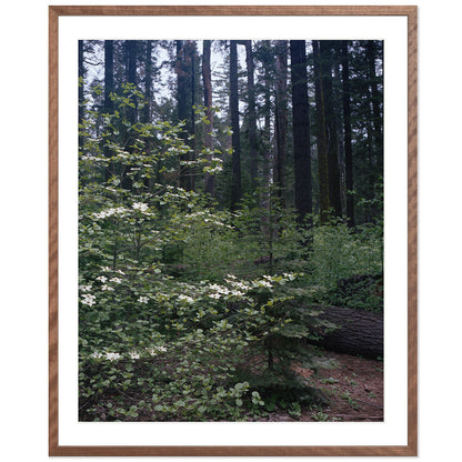 Calaveras Forest - Three