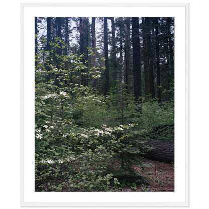 Calaveras Forest - Three
