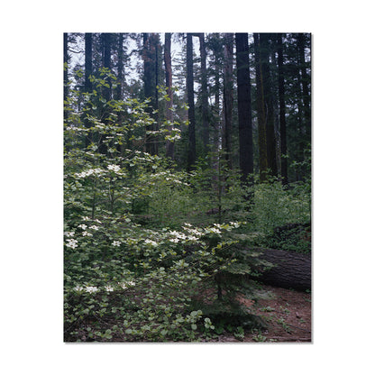 Calaveras Forest - Three