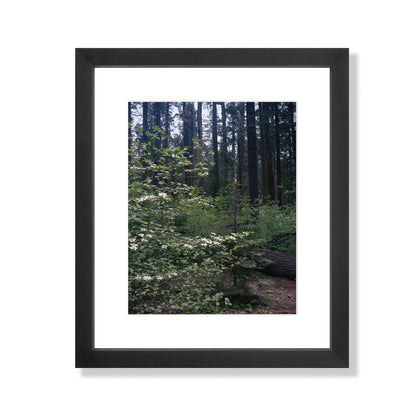 Calaveras Forest - Three