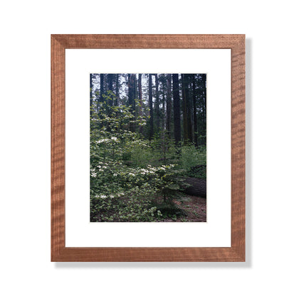 Calaveras Forest - Three