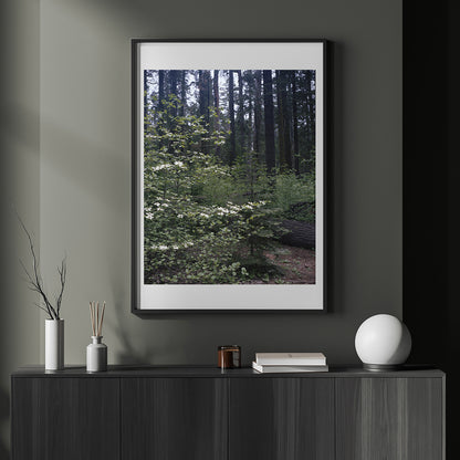 Calaveras Forest - Three